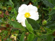 100_0719-medium