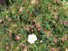 100_0720-medium