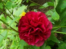 100_0721-medium