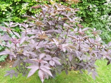 100_0722-medium