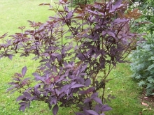 100_0723-medium