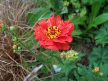 100_0726-medium