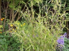 100_0733-medium