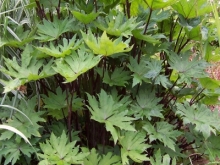 100_0734-medium