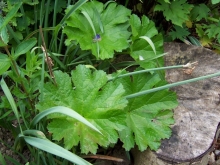 100_0735-medium