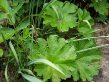 100_0736-medium