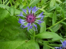 100_0739-medium