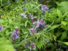 100_0740-medium