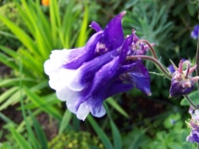 100_0780-medium