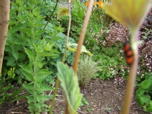100_0783-medium