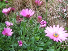 100_0787-medium