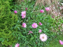 100_0788-medium