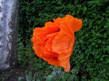 100_0791-medium