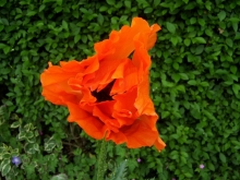 100_0792-medium