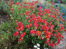 100_0797-medium