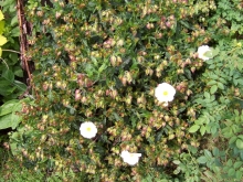 100_0799-medium