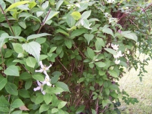 100_0809-medium
