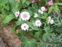 100_0827-medium