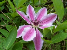 100_0847-medium