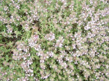catmint-medium
