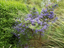 ceanothus-medium