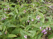 comfrey-medium