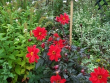 dahlia-2003-1-medium