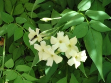dsc00097-medium