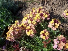 erysimum-medium