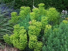 euphorbia-1-medium