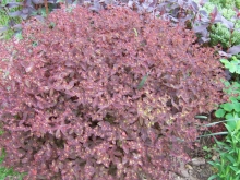euphorbia-dulcis-chameleon-medium