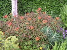 euphorbia-fireglow-medium