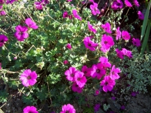 geranium-1-medium