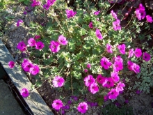 geranium-medium