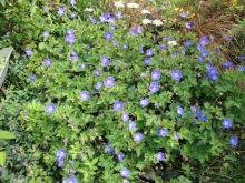 geranium-rosanne-medium