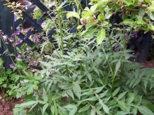giant-scabious-medium
