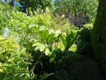 gunnera-medium