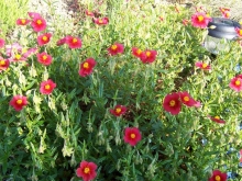 helianthemum-medium