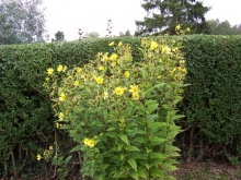 helianthus-summer-queen-medium