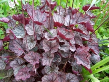 heuchera-1-medium