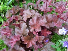 heuchera-medium