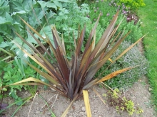 phormium-medium