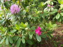 rhodendendron-1-medium